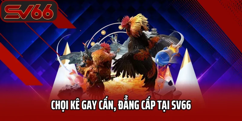 Trang chủ 28 Chọi kê gay cấn, đẳng cấp tại SV66